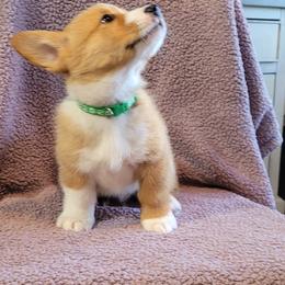 Pembroke Welsh Corgi Puppies from Seegrist Family Puppies