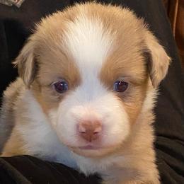 Charlotte - Red merle female Miniature Australian Shepherd puppy in California, Kentucky from Sonlight Ridge Aussies