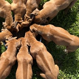 Rhodesian Ridgebacks from River Rock Ridgebacks