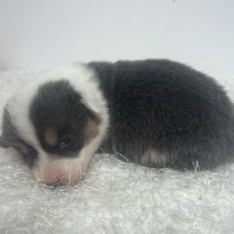 Remi - Blue female Pembroke Welsh Corgi puppy in Hillsville, Virginia from Bonderosa Kennels