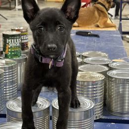 Dutch Shepherd Puppies from TecK9s