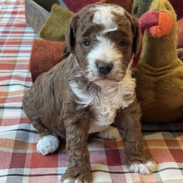 Cocoa - Red  male Poodle puppy in Ogden, Utah from Bells Poodles