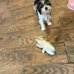 Boy 1 - Parti male Yorkshire Terrier puppy in Madera, California from Rosann's Yorkshire Terriers