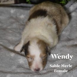 Wendy - Sable merle and white female Shetland Sheepdog puppy in Gladbrook, Iowa from T Triple C Shelties