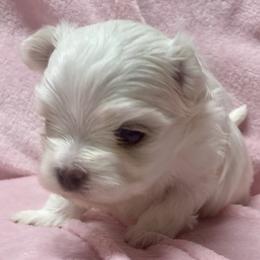 Girl 1 - White female Maltese puppy in Cascade, Iowa from Ani's Midwest Maltese