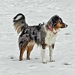 Miniature Australian Shepherds from Outback Kennel