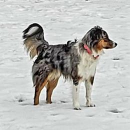 Miniature Australian Shepherds from Outback Kennel