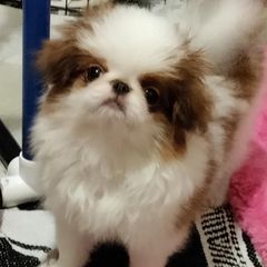 Japanese Chins from Kimiko Chin AKC Breeder of Merit
