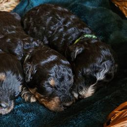 Tulip - Tri-color female Bernedoodle puppy in Granton, Wisconsin from Rose River Farms