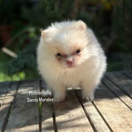 Bulldog and Pomeranian Puppies from Pommies of LA