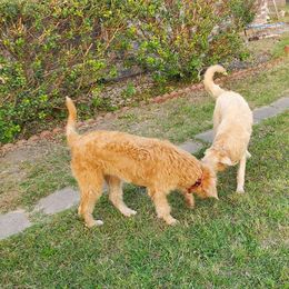 Labradoodle Puppies from Silver Acorn Doodles