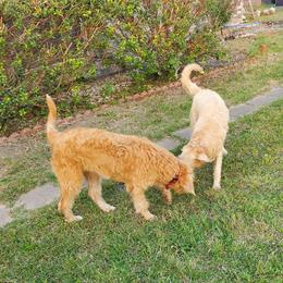 Labradoodle Puppies from Silver Acorn Doodles