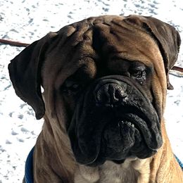 Kane - Bullmastiff