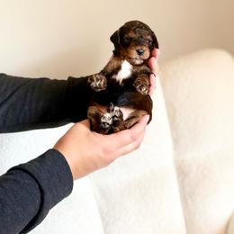 Nugget - Chocolate male Goldendoodle puppy in Twin Falls, Idaho from Burrow & Bone