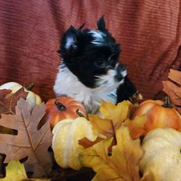 Girl 1 - Parti female Yorkshire Terrier puppy in Marble Hill, Missouri from LeGrands Parti Pups
