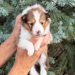 Girl 2 - White and sable female Shetland Sheepdog puppy in Trenton, Michigan from Leigh Hi Shelties