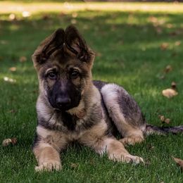 German Shepherds from Rashaus German Shepherds