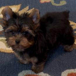 Stetson - Black and gold male Yorkshire Terrier puppy in Colmesneil, Texas from Wanda Toparcean's Yorkies
