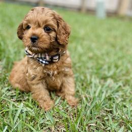 Cavapoo, Cockapoo, and Poodle Puppies from Benji’s Cockapoos