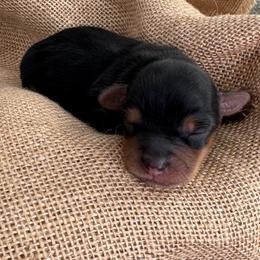 Meeko - Black and tan male Yorkshire Terrier puppy in West Fargo, North Dakota from A Yorkie Tale