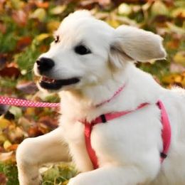 Golden Retrievers from Miller’s Cream Golden Retrievers