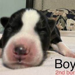 Siberian Husky Puppies from Howlin’ Husky Farms
