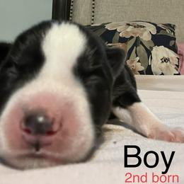Siberian Husky Puppies from Howlin’ Husky Farms