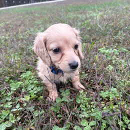 Carmel (AKC) - Cream male Dachshund puppy in Marshfield, Missouri from Hilltop Kennel LLC
