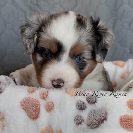Grey collar - Blue merle female Miniature American Shepherd puppy in Pueblo West, Colorado from Bear River Ranch LLC
