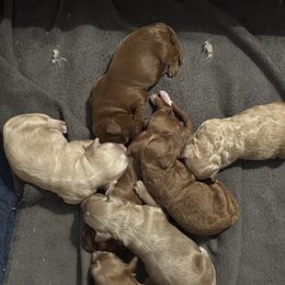 Cavapoo puppies from Sister Sister Cavapoos