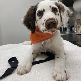 Dalmatian Puppies from Spotted Jewels Dalmatians