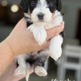 Phoebe - Tri-color female Bernedoodle puppy in Henry, Illinois from Rowe Farms Doodles