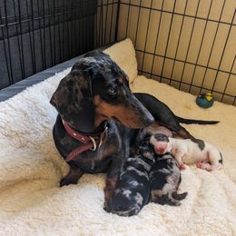 Phoebe - Dachshund