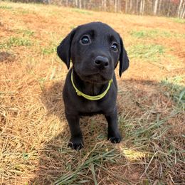 Yellow Girl - Black female Labrador Retriever puppy in Talking Rock, Georgia from Bethel Woods Kennels
