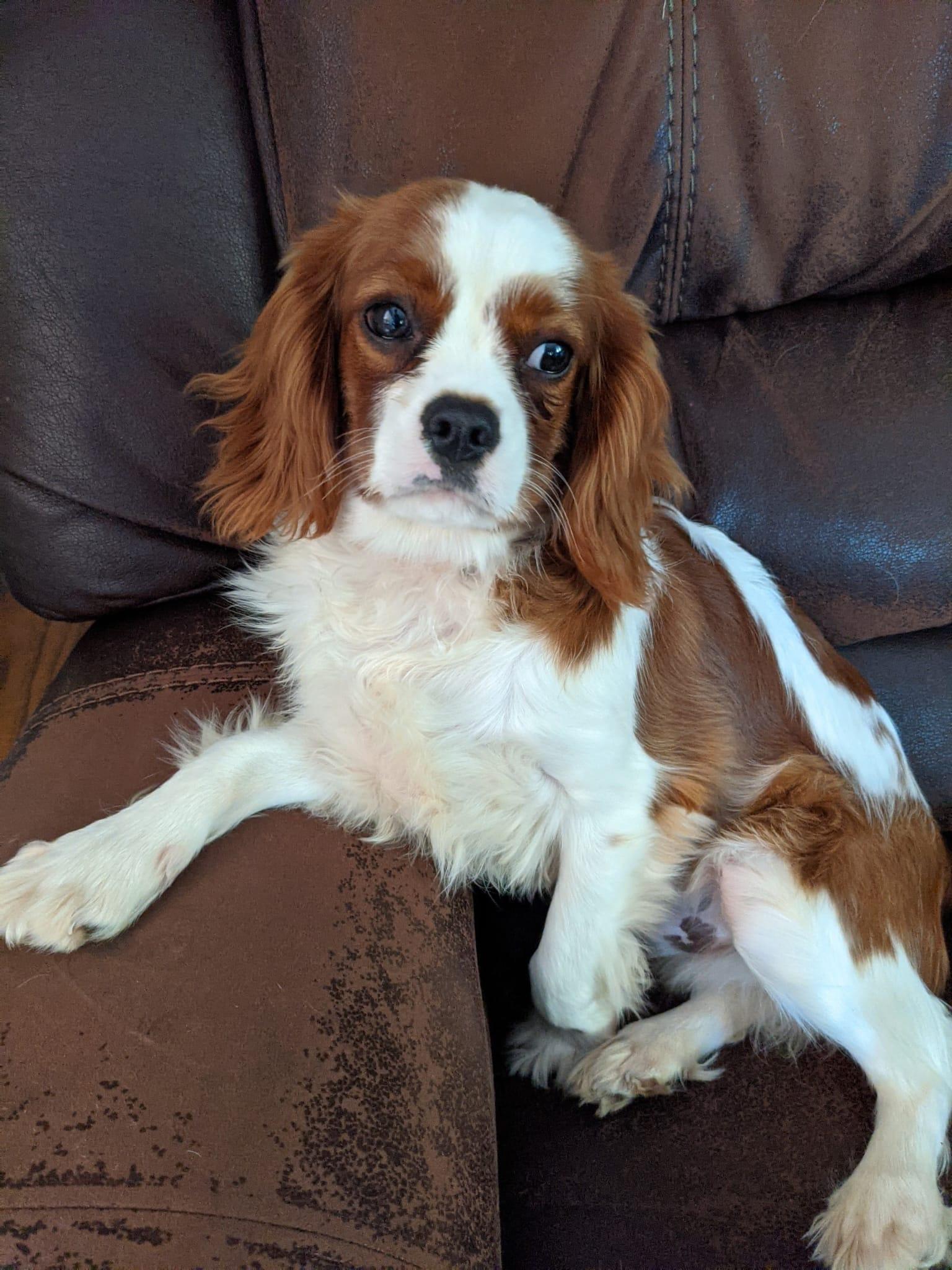 Biscuit