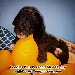 Aussiedoodle, Poodle, and Toy Australian Shepherd Puppies from High Desert Companions