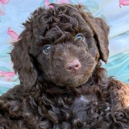 Blanche - Chocolate female Labradoodle puppy in Lancaster, California from Mini Doodles