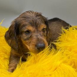 Two - Dapple male Dachshund puppy in Salyersville, Kentucky from Lavendell Dachshunds