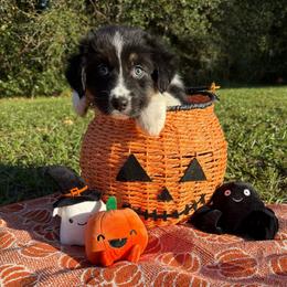 Fairy - Black tri-color female Australian Shepherd puppy in Weeki Wachee, Florida from Ace of Spades Australian Shepherds
