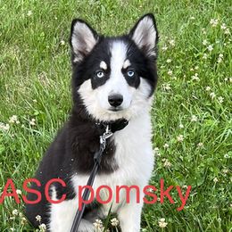 Girl 1 - Tri-color Pomsky puppy in Milan, Michigan from ASC Pomsky