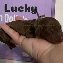 Lucky - Chocolate and cream male Dachshund puppy in Monitor, Washington from Shannon Dolly’s Dachshunds