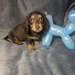 1 Minnie - Chocolate and cream female Dachshund puppy in Central Point, Oregon from MRS Long Dog Ranch