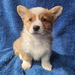 Stevie - Red female Pembroke Welsh Corgi puppy in Castle Rock, Washington from Heckman Corgis