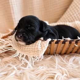 Sassafras - Black and white male Bernedoodle puppy in Travelers Rest, South Carolina from Bernedoodle.do