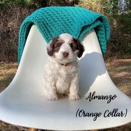 Australian Labradoodle Puppies from Doodles in Bloom