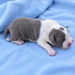 Rocco - Blue male American Staffordshire Terrier puppy in Conley, Georgia from Cicero Kennels