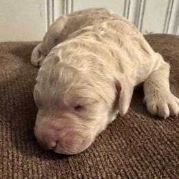 Purple - Cream female Goldendoodle puppy in Summerfield, North Carolina from Southern Doodles