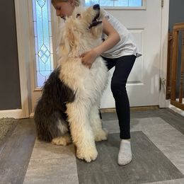 Old English Sheepdog Puppies from Heavinly Blessings Farm Pups - Old English Sheepdog Puppies