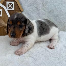 Emma - Piebald female Dachshund puppy in Colbert, Oklahoma from Brooke Crenshaw