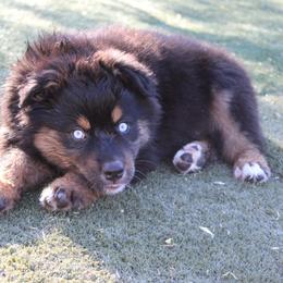 Winton - Black tri-color male Australian Shepherd puppy in Sonoita, Arizona from Gardner Canyon Kennels